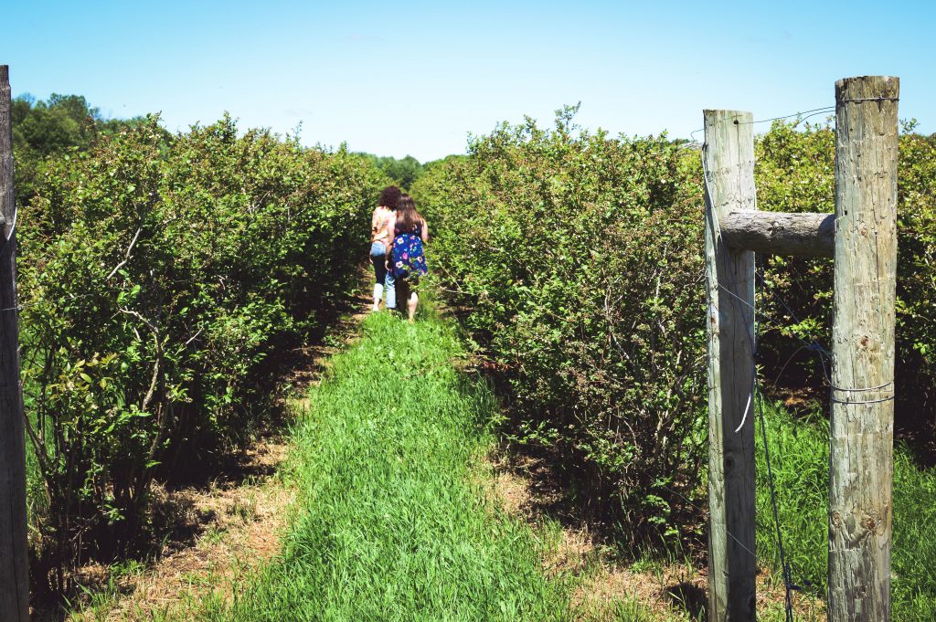 Blueberry Hill (2 of 29).jpg